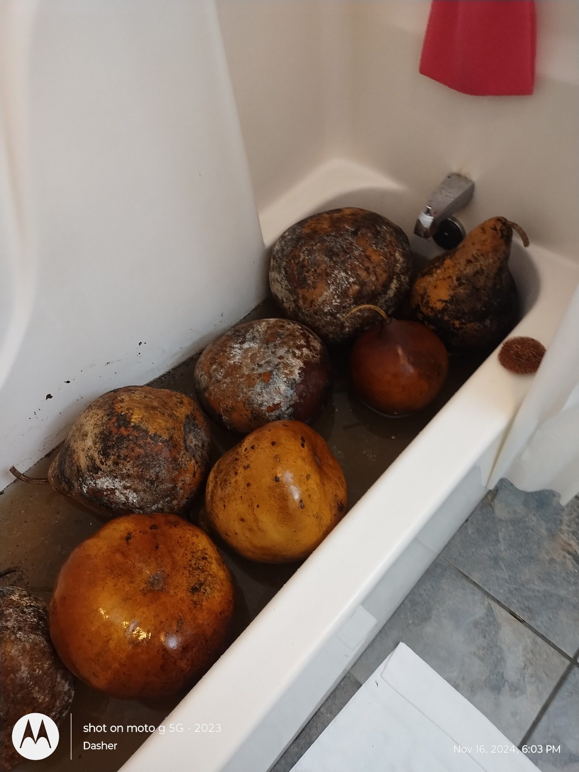 GOURD SEEDS FROM NORTH CAROLINA - Image 5
