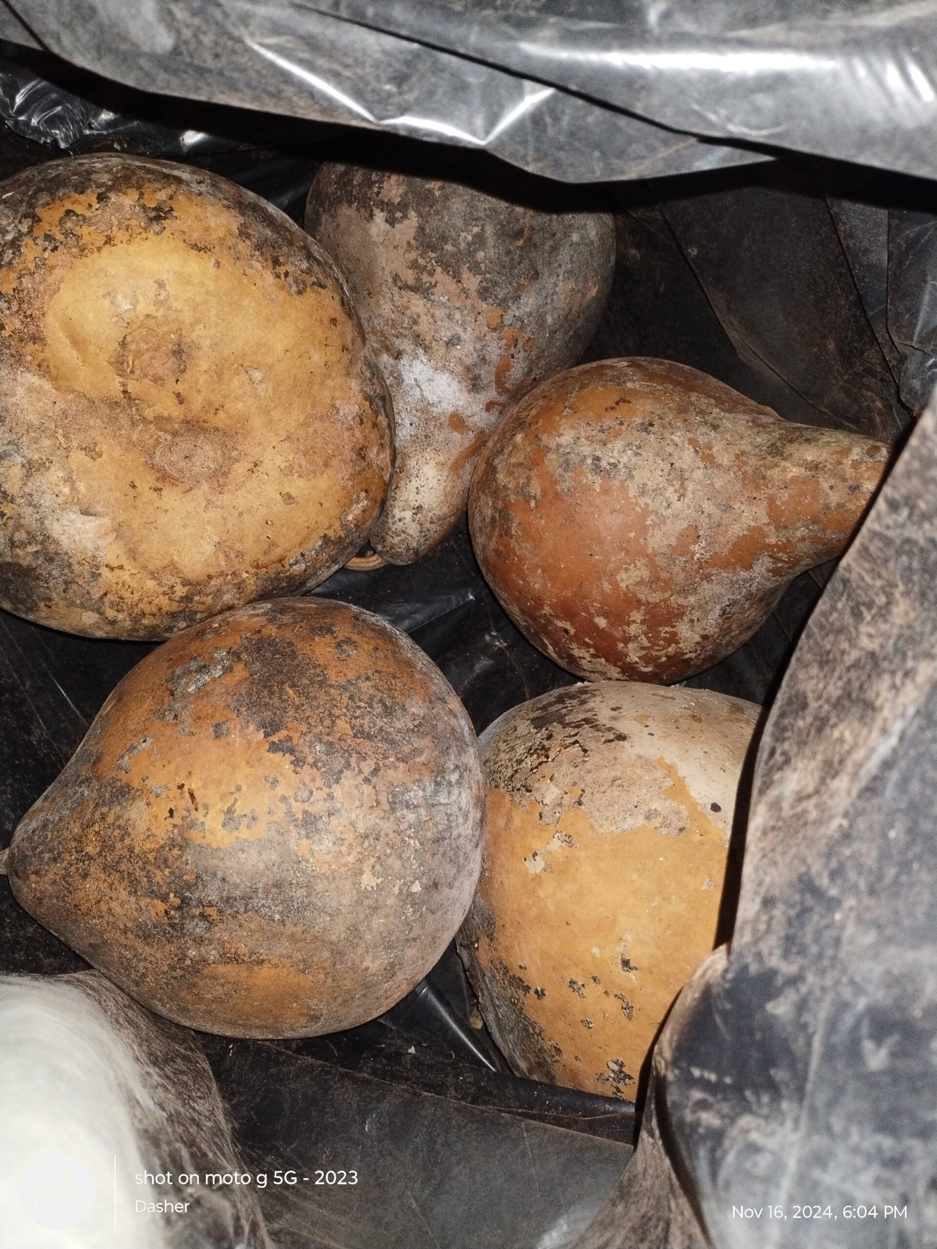 GOURD SEEDS FROM NORTH CAROLINA - Image 7