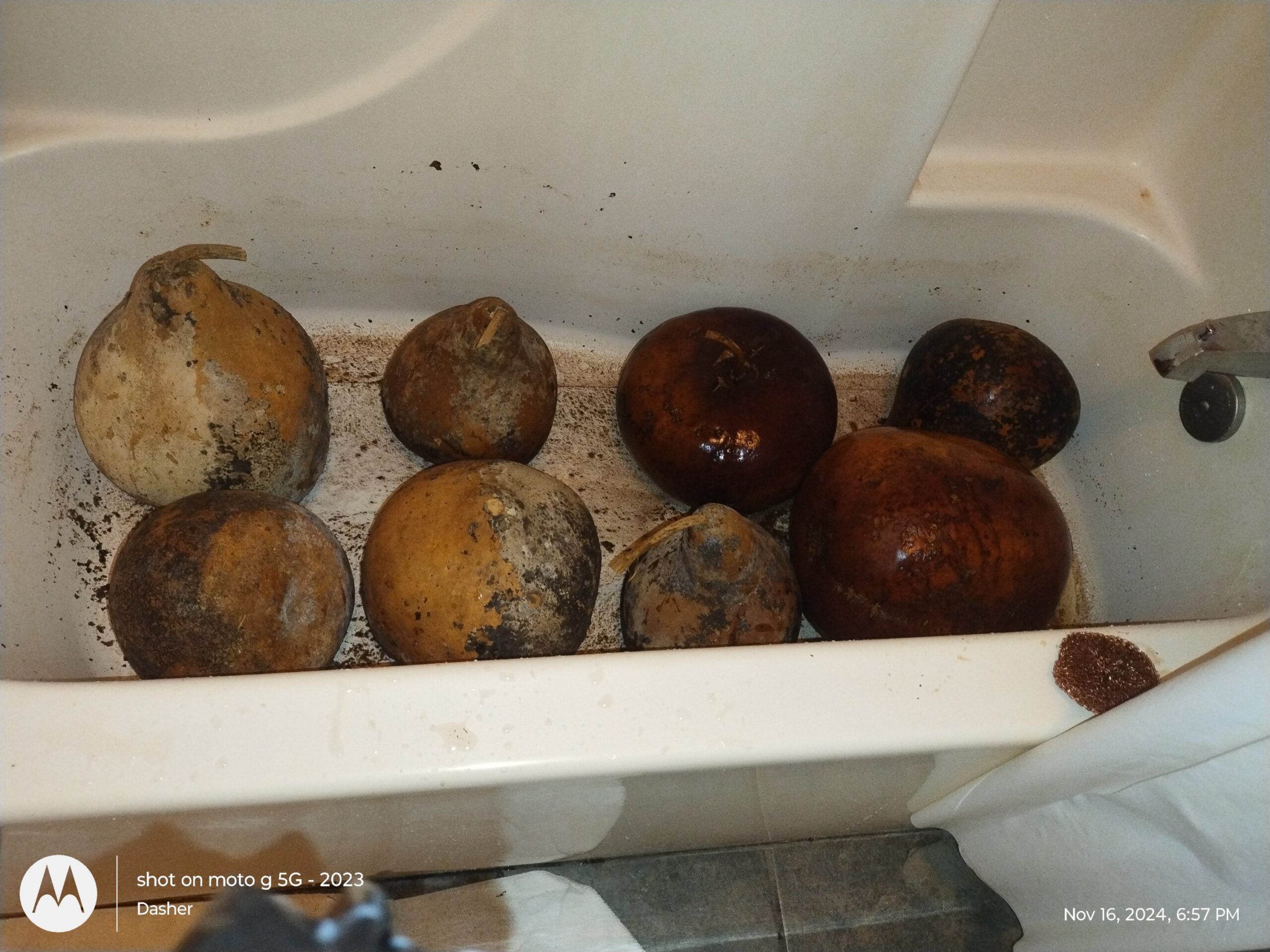 GOURD SEEDS FROM NORTH CAROLINA - Image 6