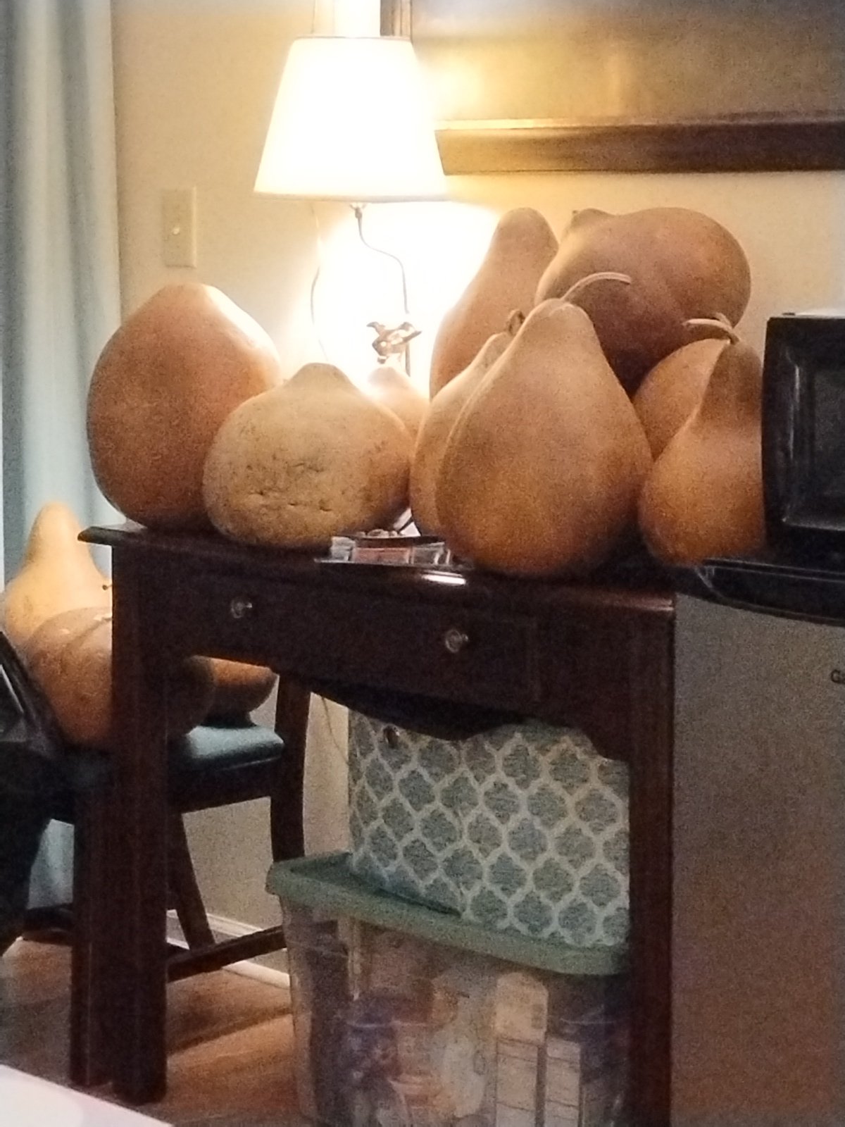 GOURD SEEDS FROM NORTH CAROLINA - Image 4