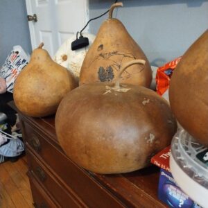 GOURD SEEDS FROM NORTH CAROLINA