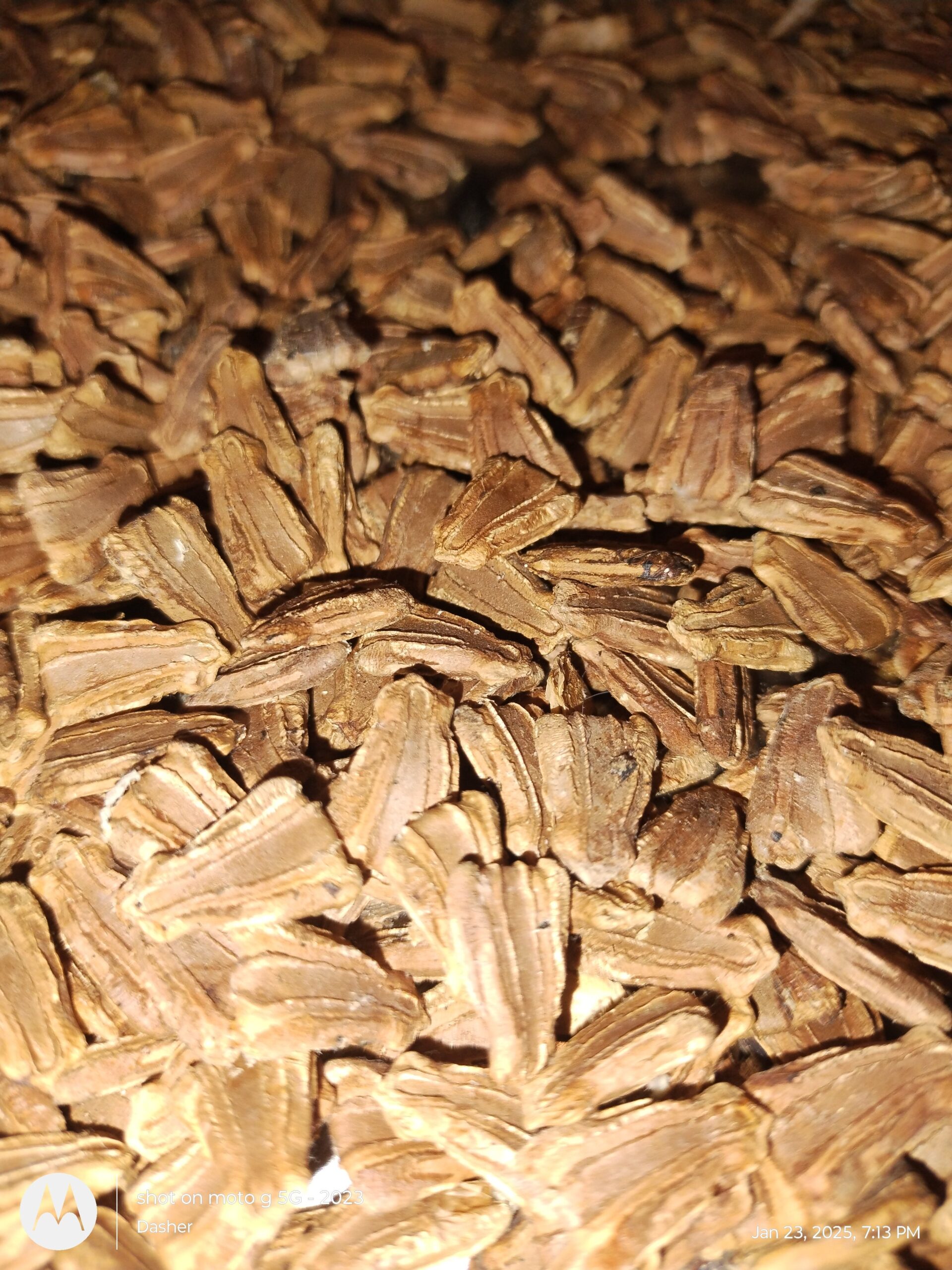 GOURD SEEDS FROM NORTH CAROLINA - Image 2